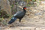 White-winged Guanborder=